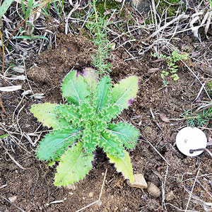 thistle plant