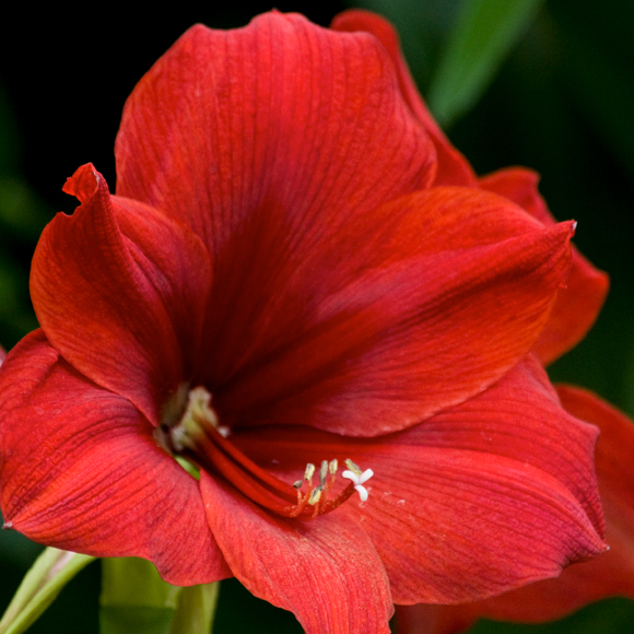 Amaryllis