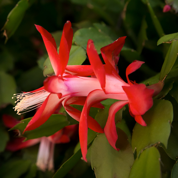 Christmas Cactus