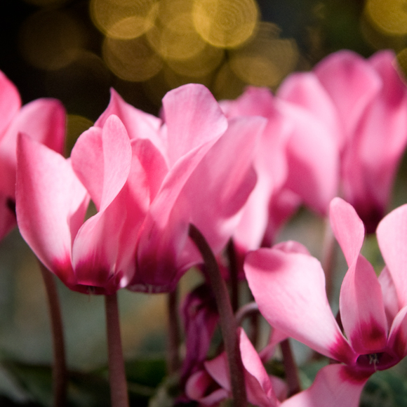 Cyclamen