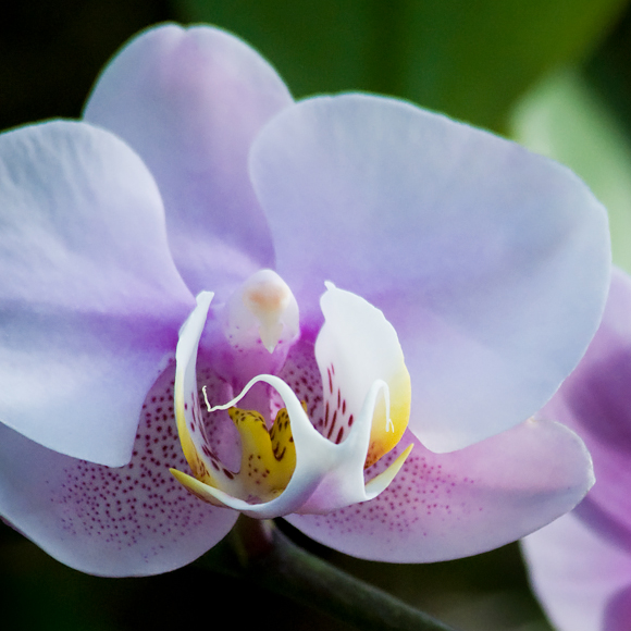 Orchid