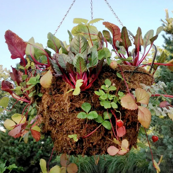 PHOTO: A hanging basket growing a mix of strawberry cultivars and lettuces.