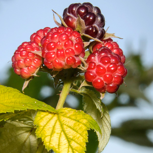 PHOTO: Growing berries in the Garden