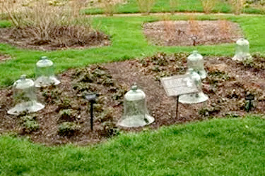 PHOTO: Glass cloche cover strawberry plants in a garden plot in early spring.