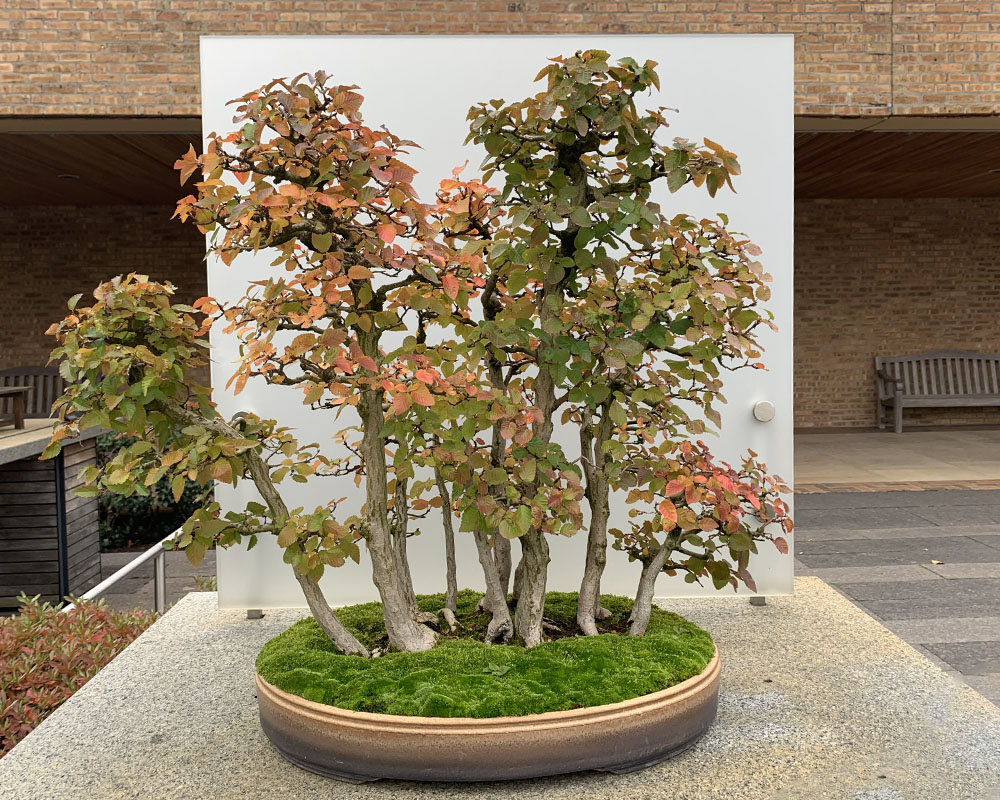 Bonsai pots hold more than plants