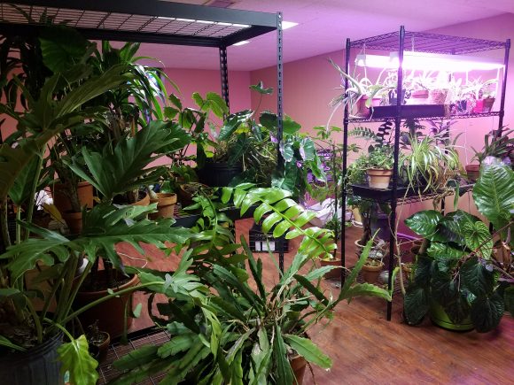 Part of Weaver's houseplant collection, grown under grow lamps in his basement.