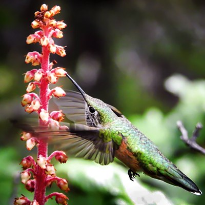 How do hummingbirds choose flowers?