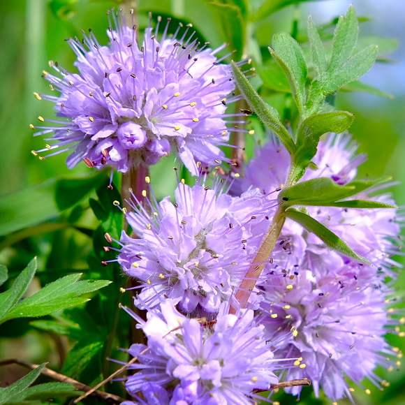 Ballhead waterleaf (Hydrophyllum capitatum)