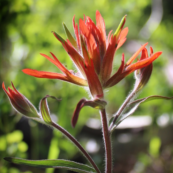 Giant red paintbrush (castilleja miniata)