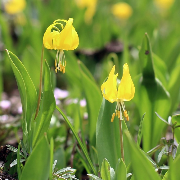 Glacier lily (Erythronium grandiflorum)