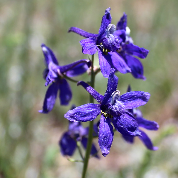 Nuttall’s larkspur (delphinium nuttallianum)