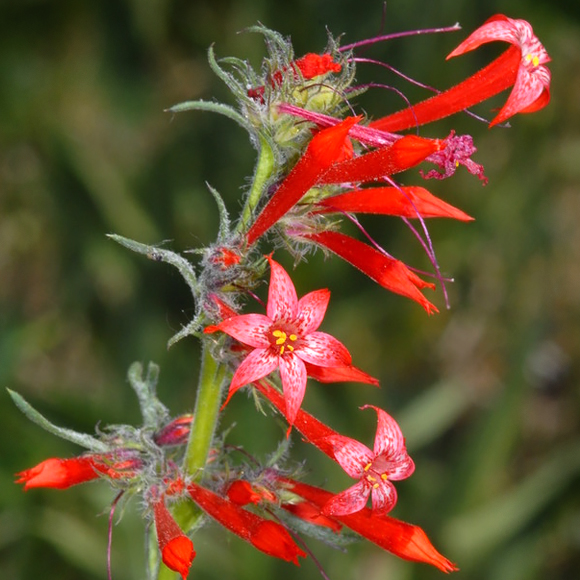 Scarlet gilia (lpomopsis aggregata)