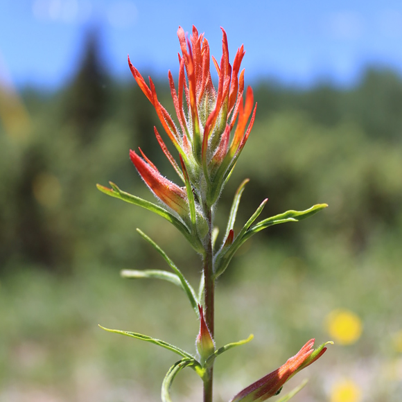 Wyoming paintbrush (castilleja linariifolia)