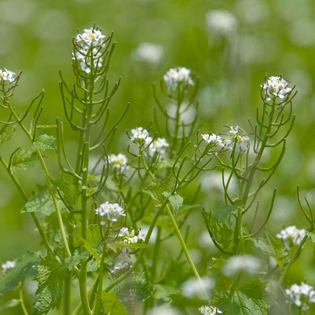 Invasive Garlic Mustard