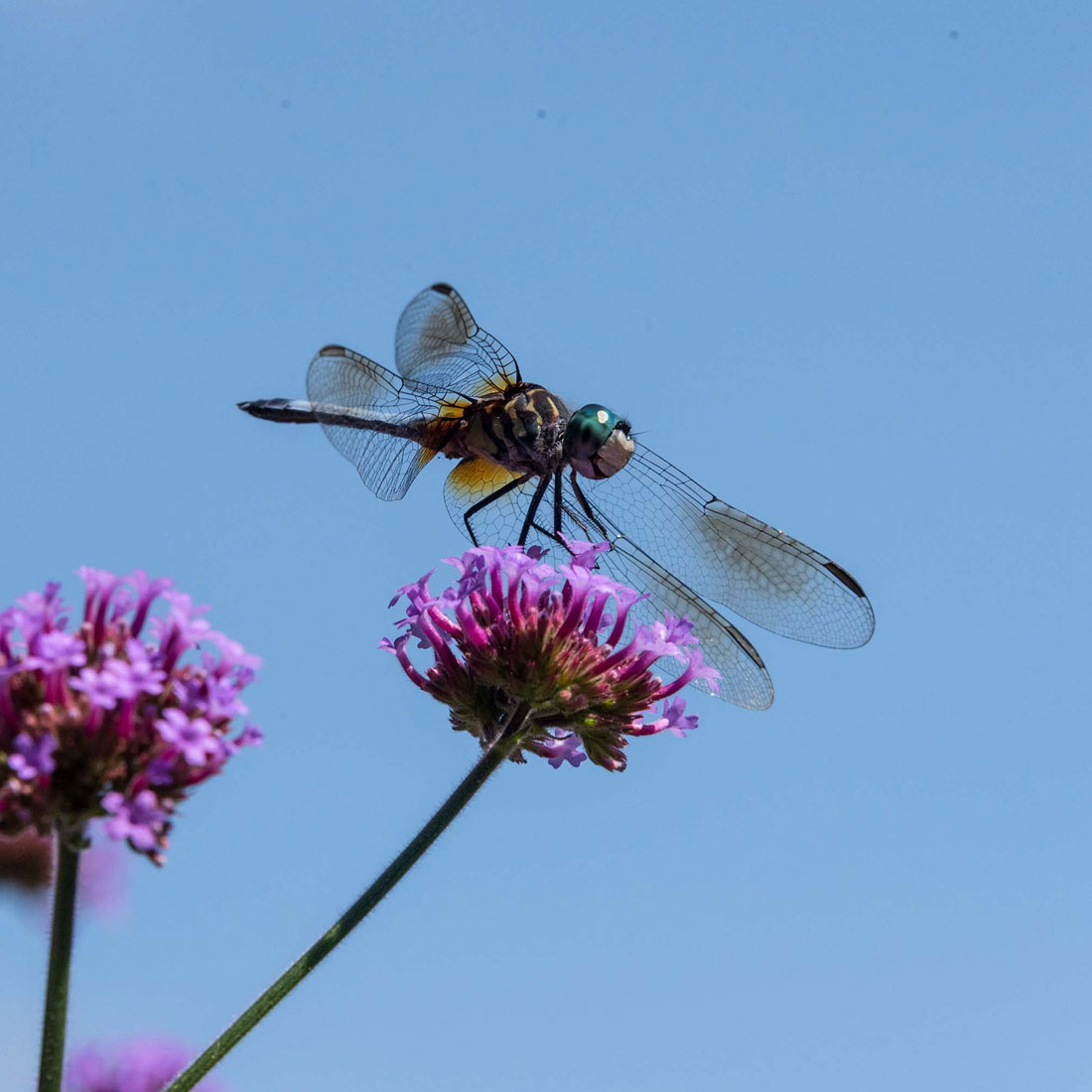 dragonfly