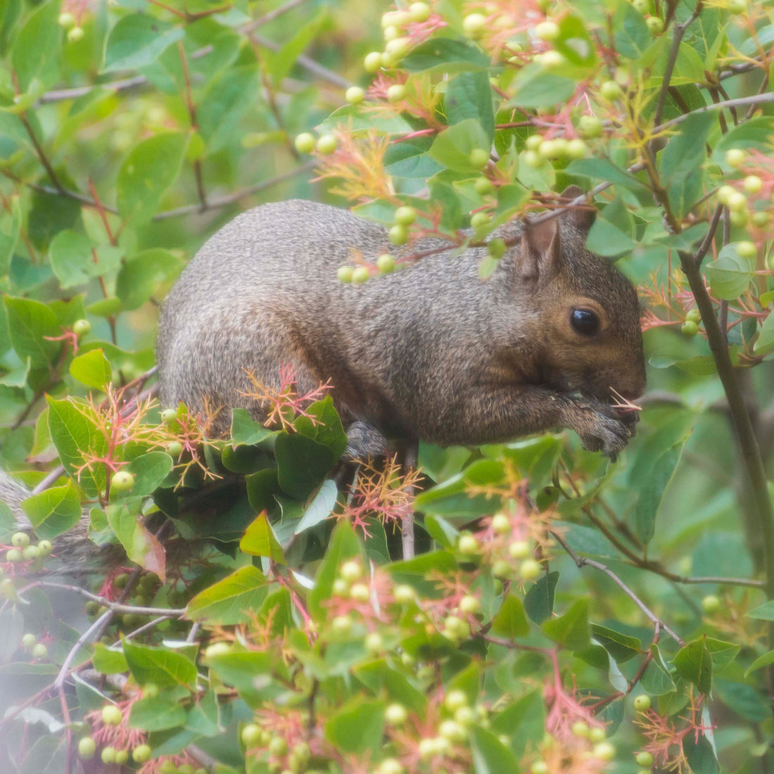 squirrel