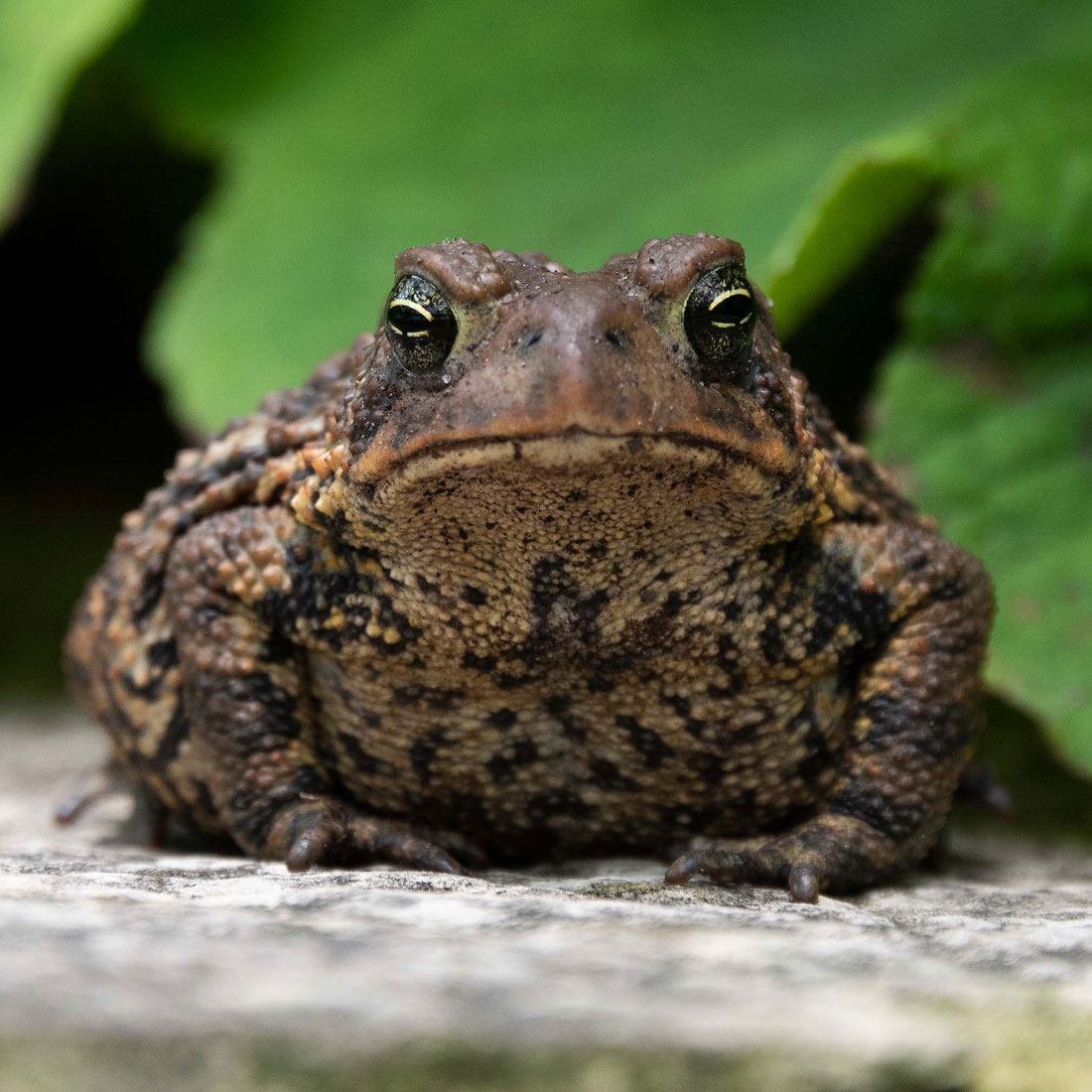 toad