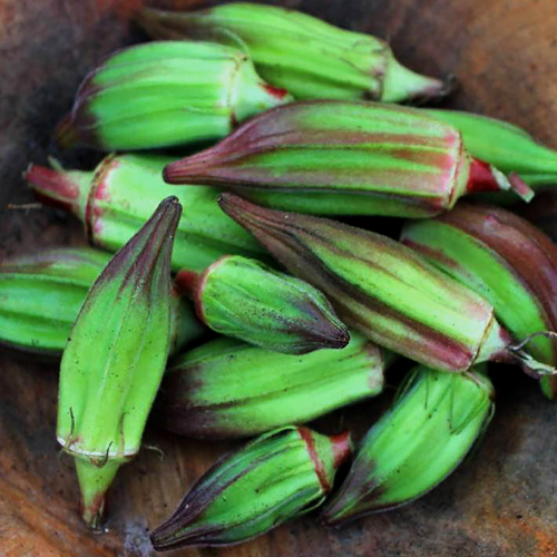 Juneteenth Garden - Okra