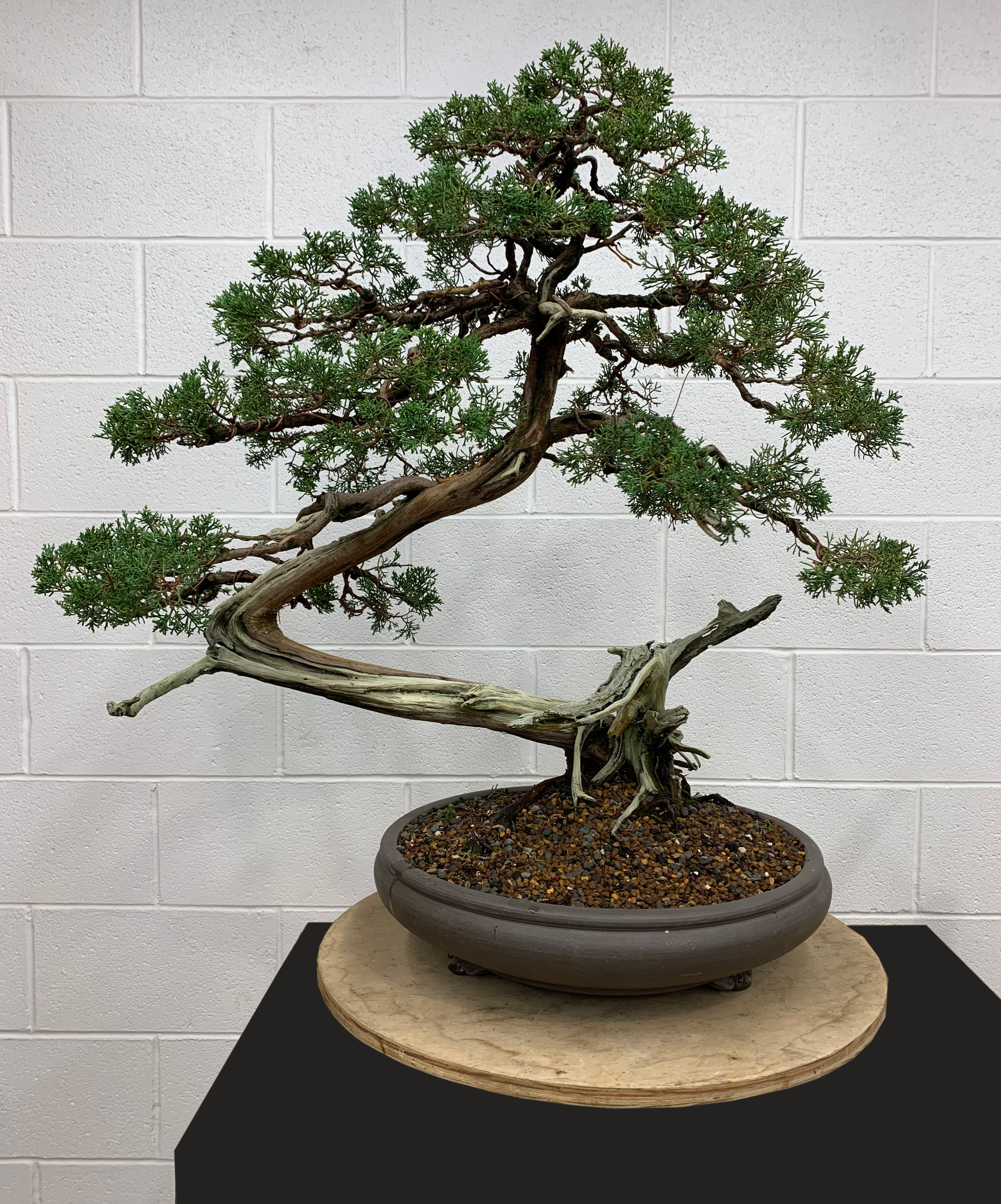 Bonsai pots hold more than plants | Chicago Botanic Garden