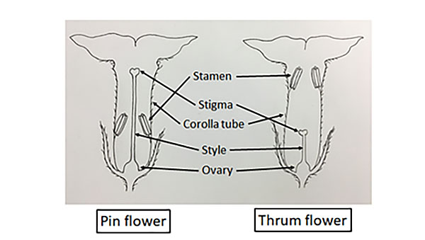 L. canescens flower diagram