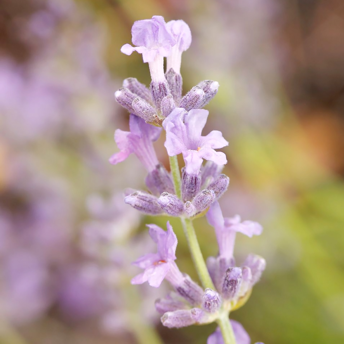 Culinary Lavender LectureNovember 7 - The Lavender Garden