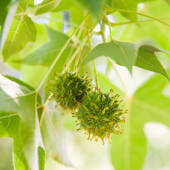 Sweetgum in the summer - Budburst