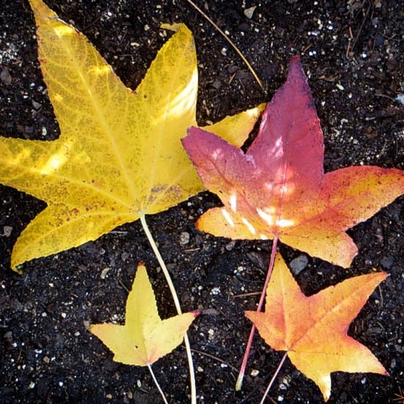 Sweetgum in the fall - Budburst