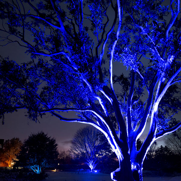 lightscape at chicago botanic garden