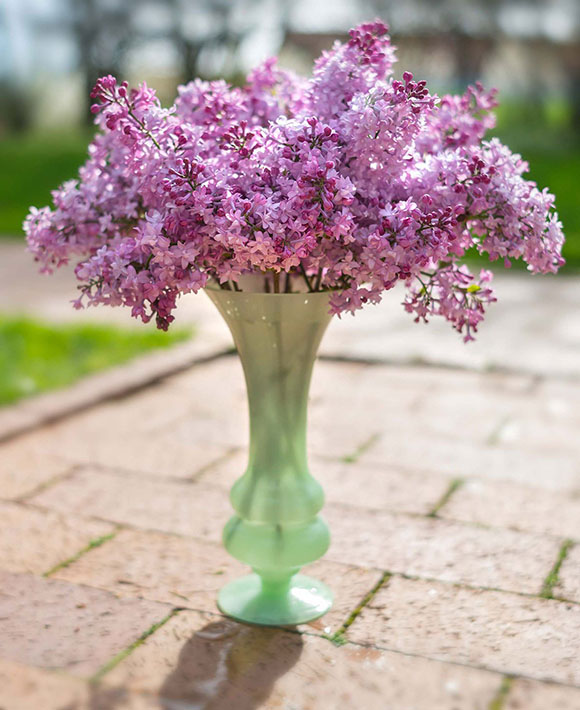 Lilac Cuttings