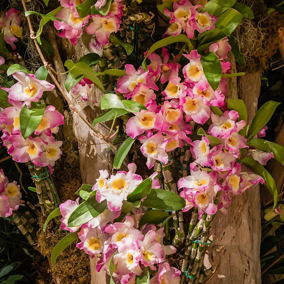 Dendrobium