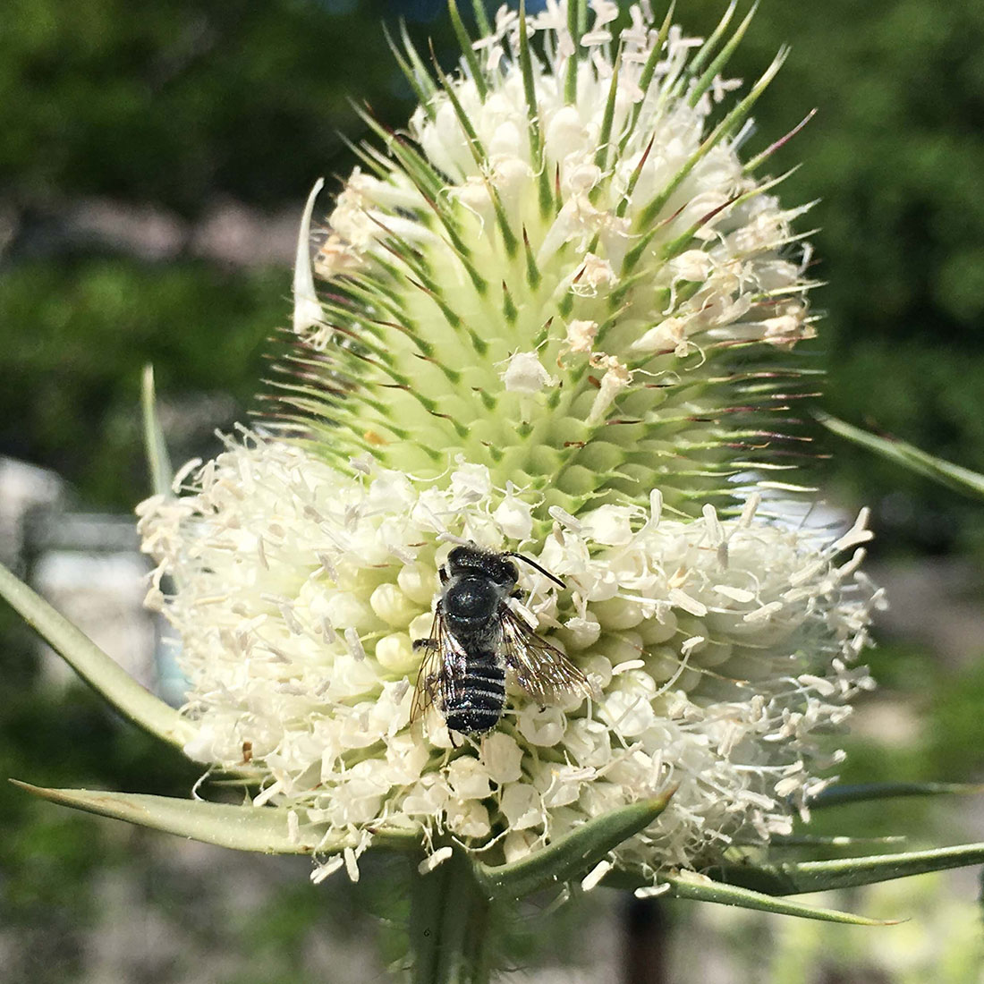 Megachilid (leaf cutter) bee