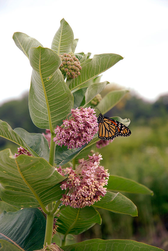 Asclepias syriaca