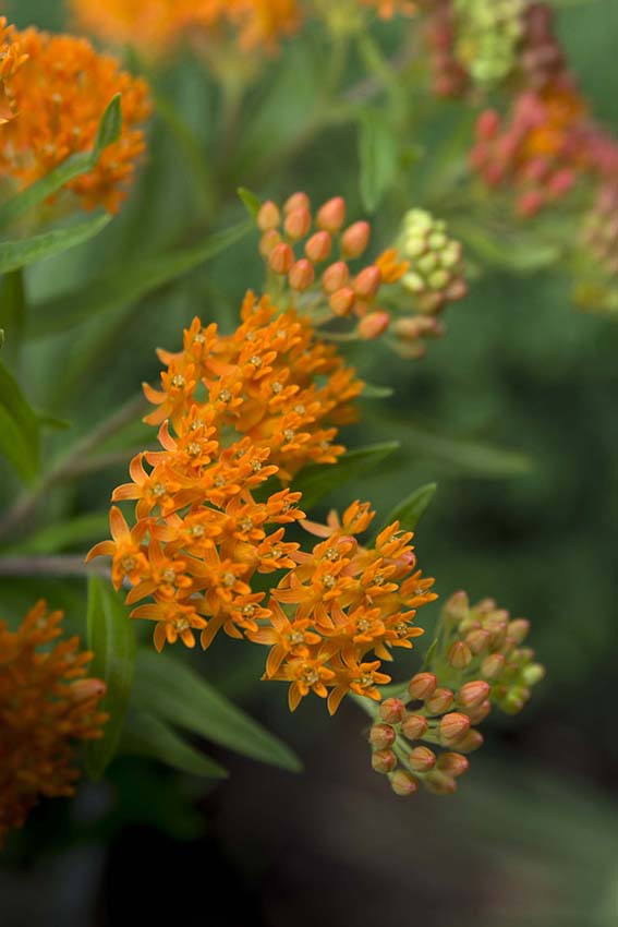 Asclepias tuberosa