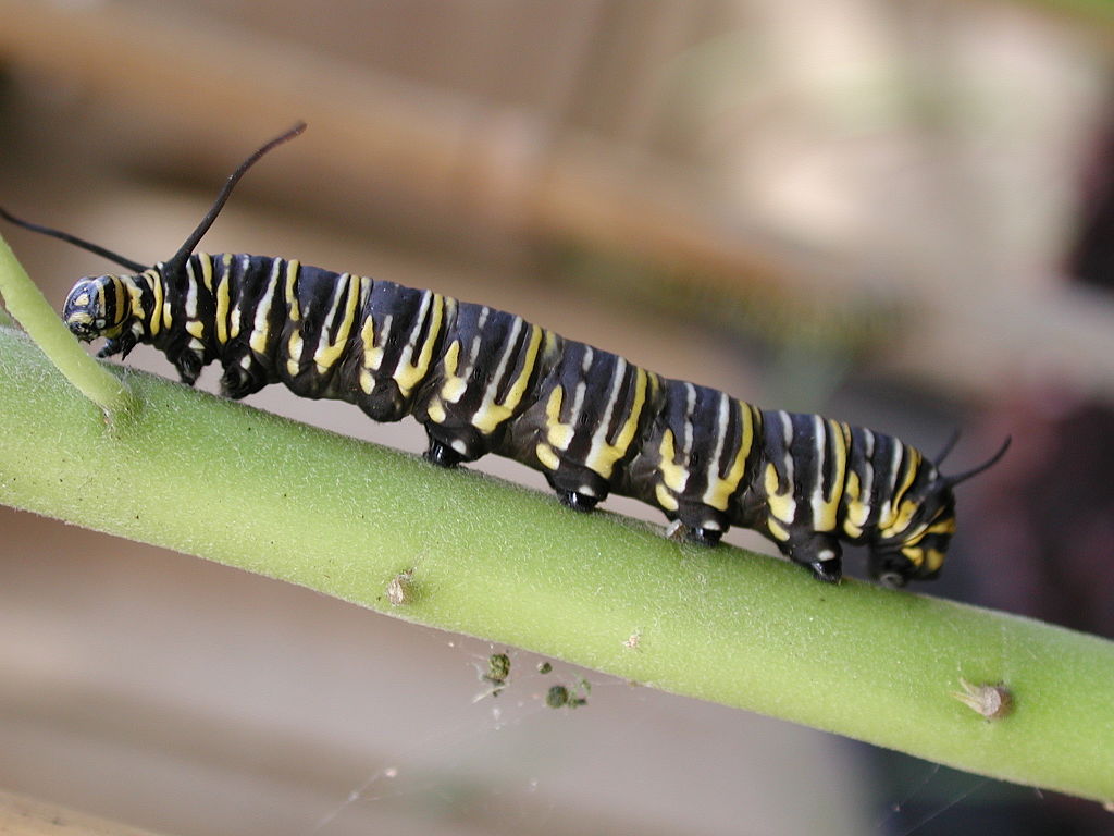 Monarch caterpillar