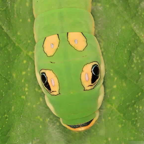 spicebush swallowtail caterpillar