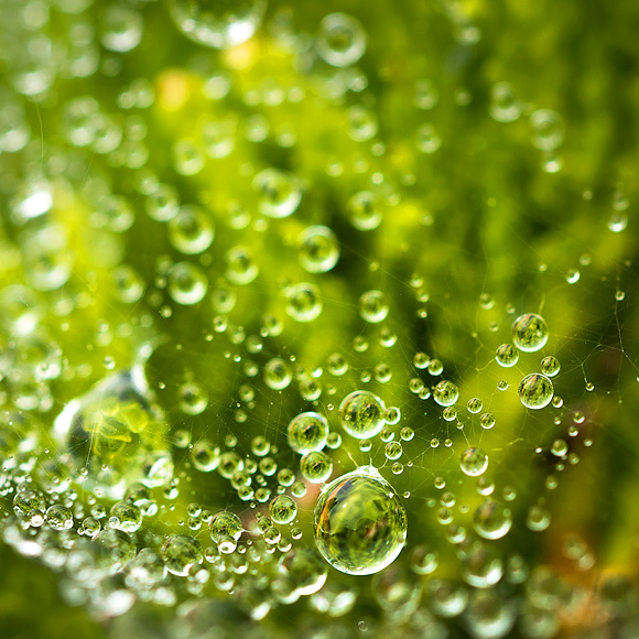 Water drops in nature