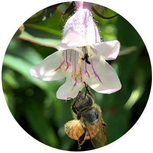 The flowers of the native foxglove beardtongue