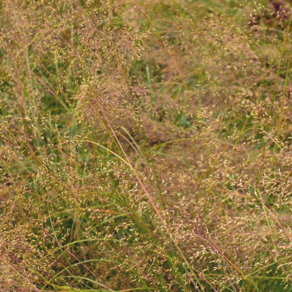 Barbara Brown Nature Reserve Plants