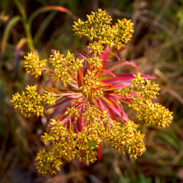 Barbara Brown Nature Reserve Plants