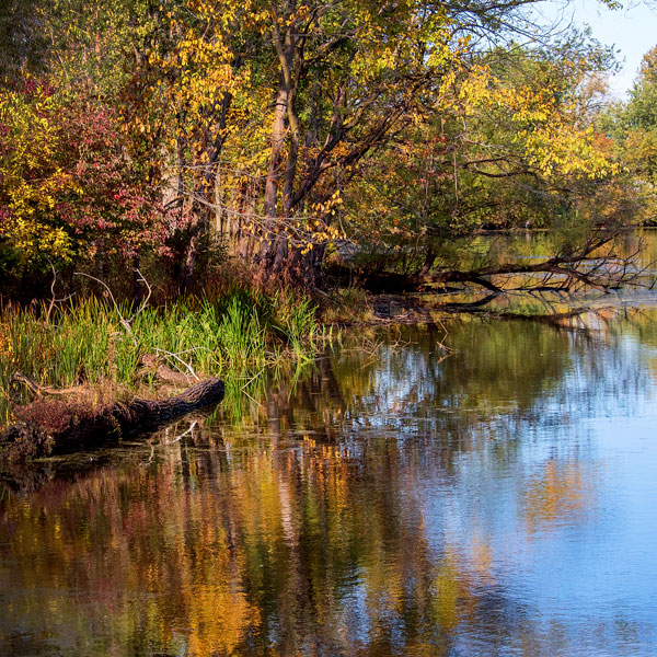 Barbara Brown Nature Reserve Shoreline