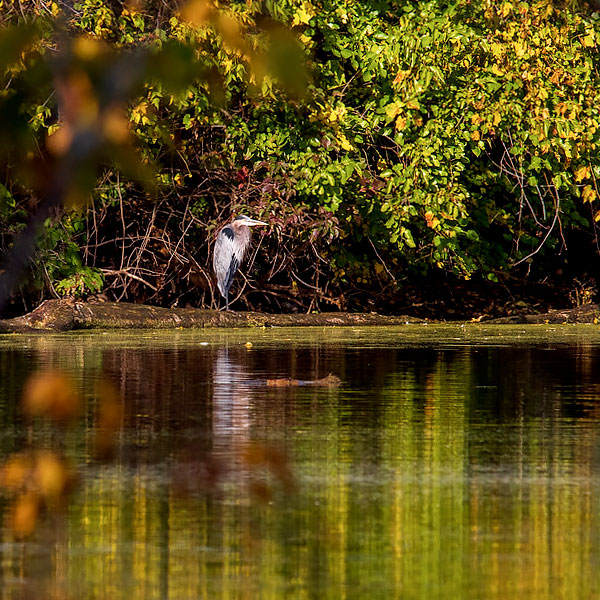 Barbara Brown Nature Reserve Water Birds