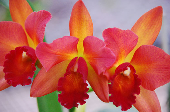 Cattleya