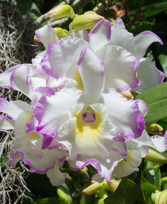 Dendrobium