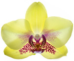 Orchid