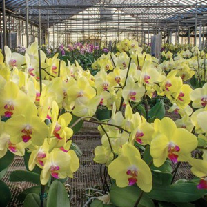 Orchids are Cool