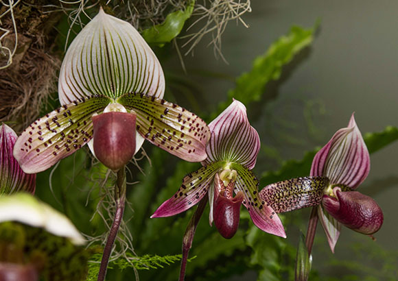 Paphiopedilum