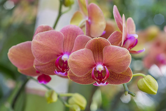 Phalaenopsis