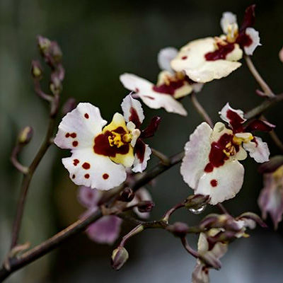 Photographing Orchids