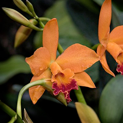 Photographing Orchids