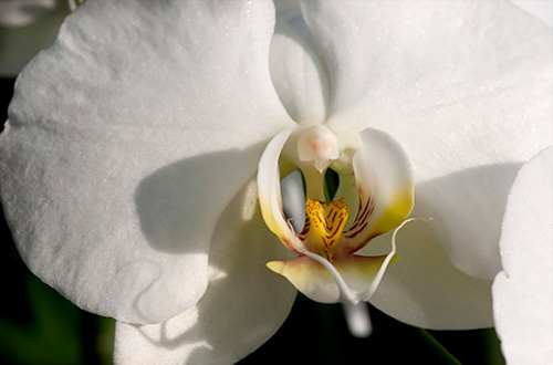 Photographing Orchids